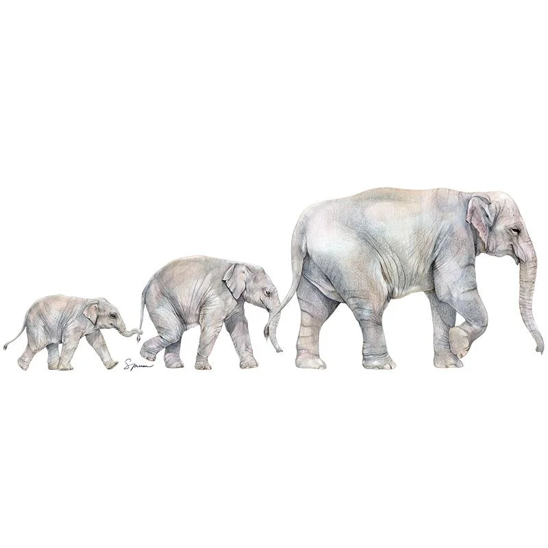 [SA-609] Asian Elephant Family Stock Art