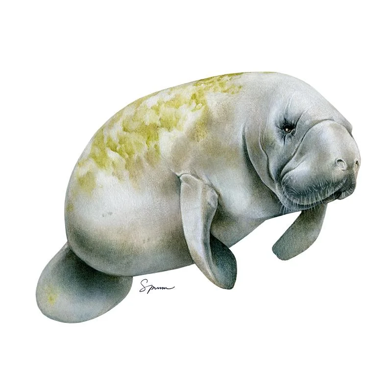 [SA-631] Manatee Stock Art