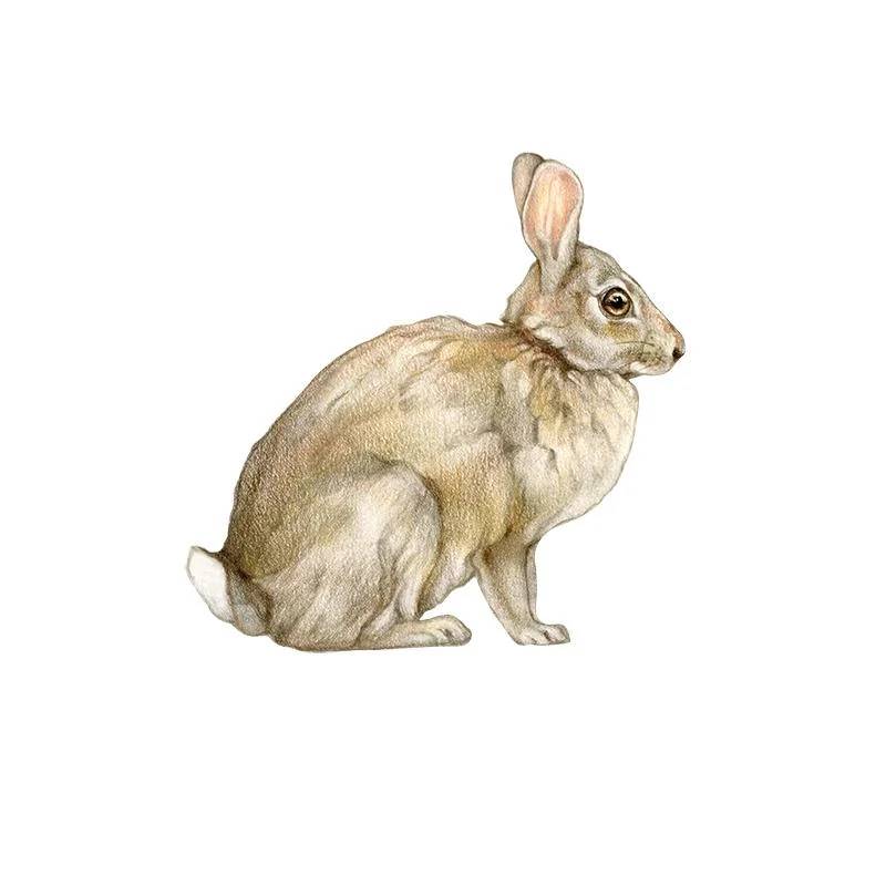 [SA-800] American Cottontail Stock Art