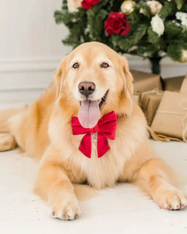 Cranberry Velvet Dog Bow (Made in the USA)