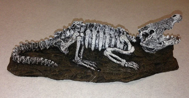 Fossil Finds Niles Crocodile